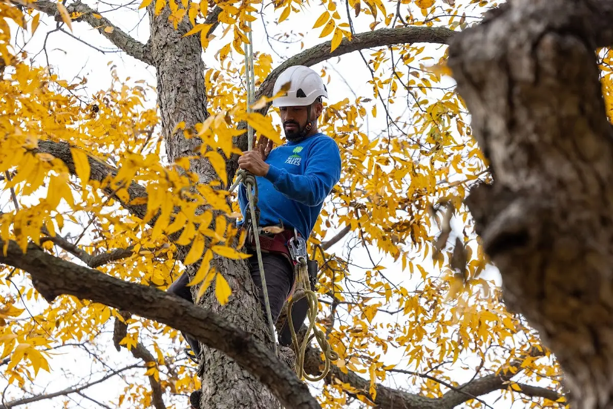Skilled Tree Transplanting crew working in Kingsburg