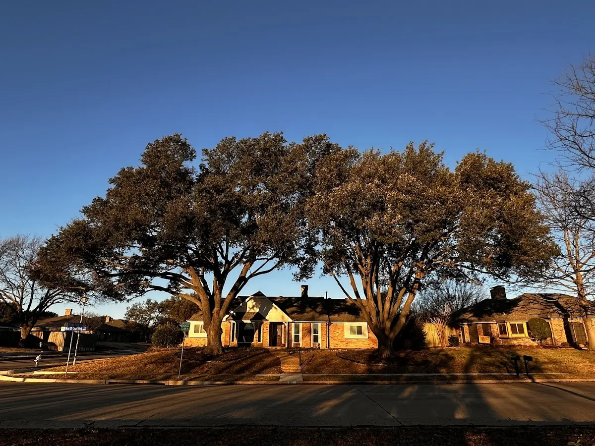 Established residential canopy tree shading a home in Kingsburg